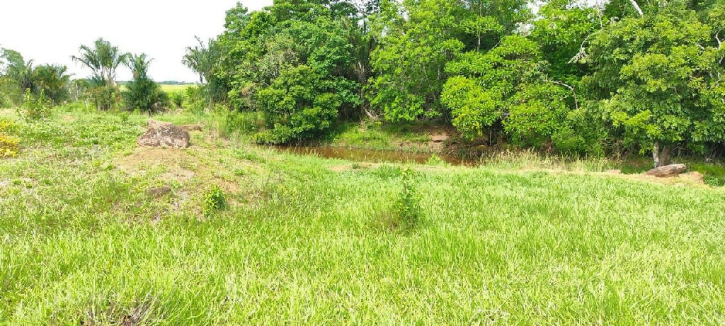 Sitio em Presidente Medici 49ha