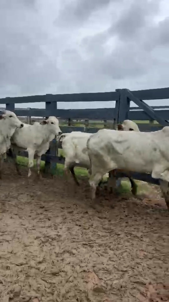 85 garrotes média 301 Kg