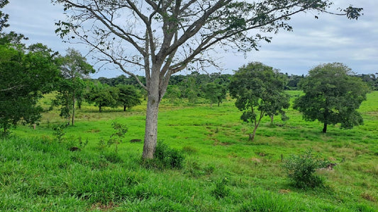Fazenda Urussanga a venda 204 alqueires