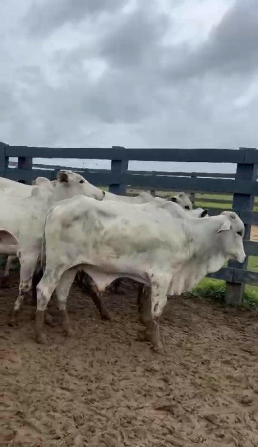 85 garrotes média 301 Kg