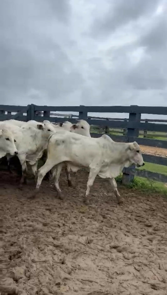 85 garrotes média 301 Kg