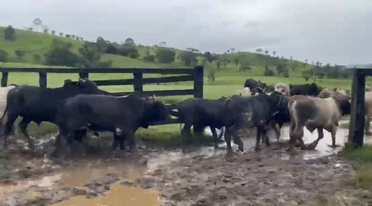 100 garrotes para venda