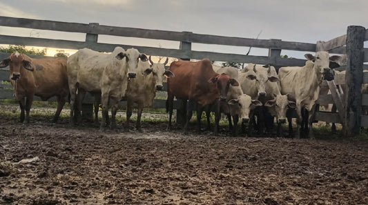 Vacas disponíveis para venda