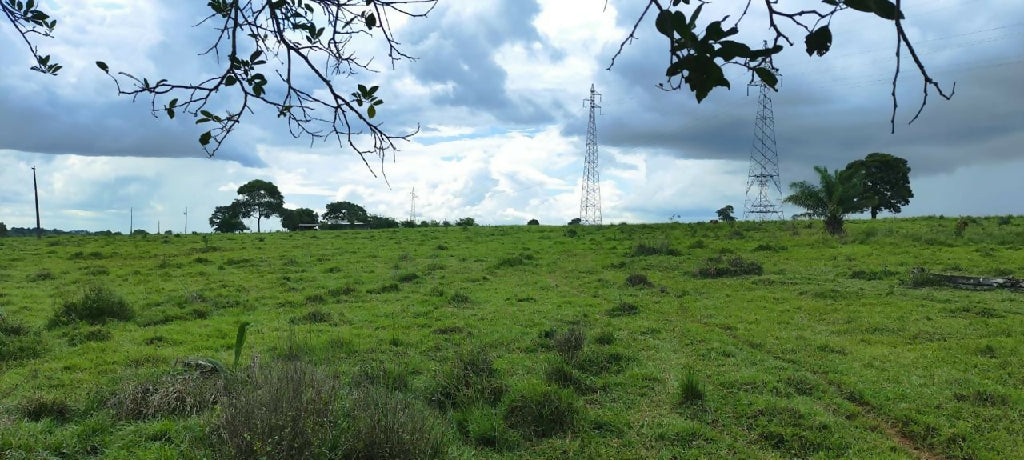 Sitio em Presidente Medici 49ha