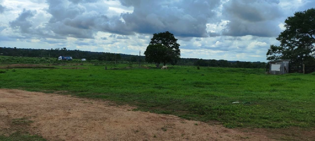 Sitio em Presidente Medici 49ha