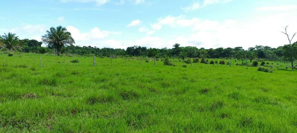 Sitio em Presidente Medici 49ha