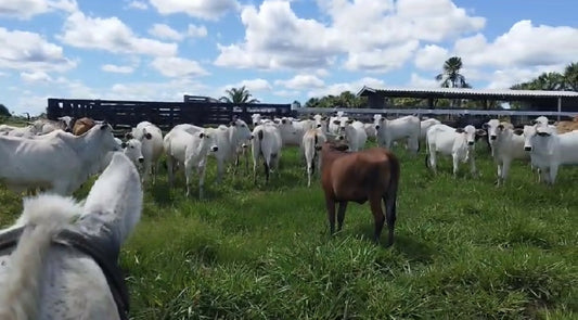 Novilhas disponíveis