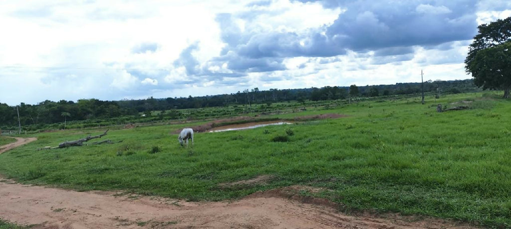 Sitio em Presidente Medici 49ha