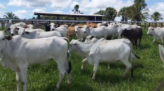 Novilhas disponíveis