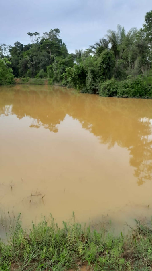 24 alqueire todo formado