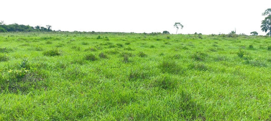 Sitio em Presidente Medici 49ha