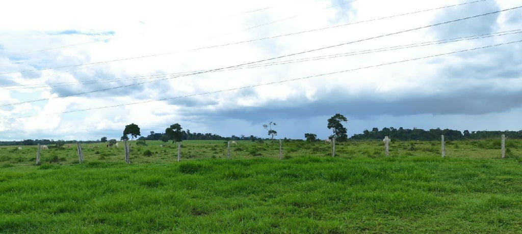 Sitio em Presidente Medici 49ha