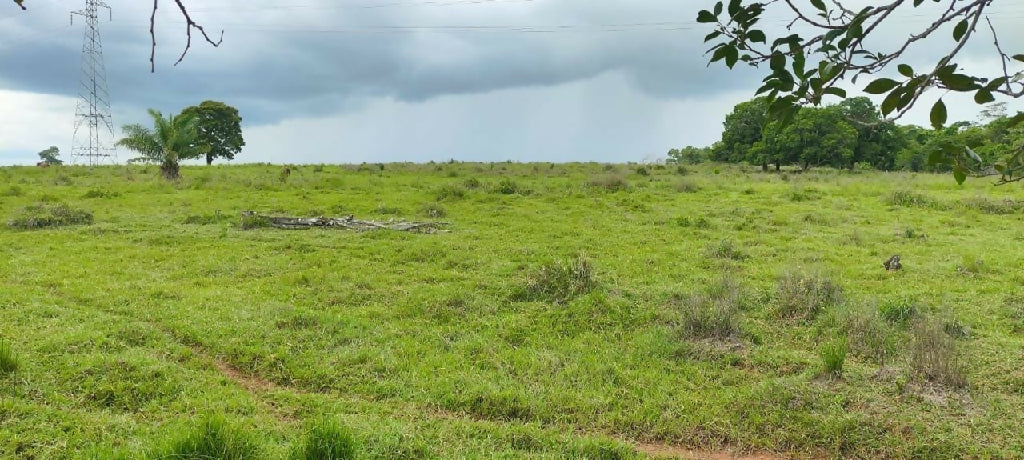 Sitio em Presidente Medici 49ha