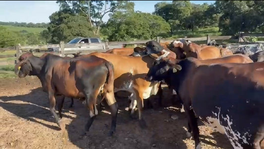 20 novilhas todas prenha